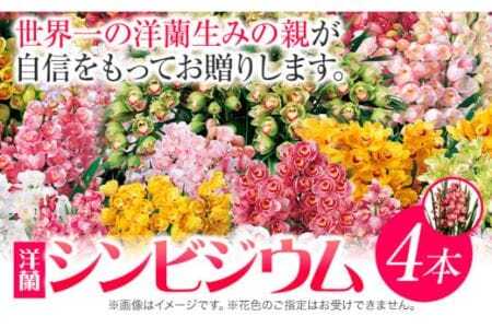 洋蘭 シンビジウム 4本 《2025年12月上旬‐2026年3月上旬頃出荷》株式会社 河野メリクロン あんみつ館 蘭 ラン 洋ラン シンビジューム 世界一 花 鉢 記念日 送料無料 徳島県 美馬市