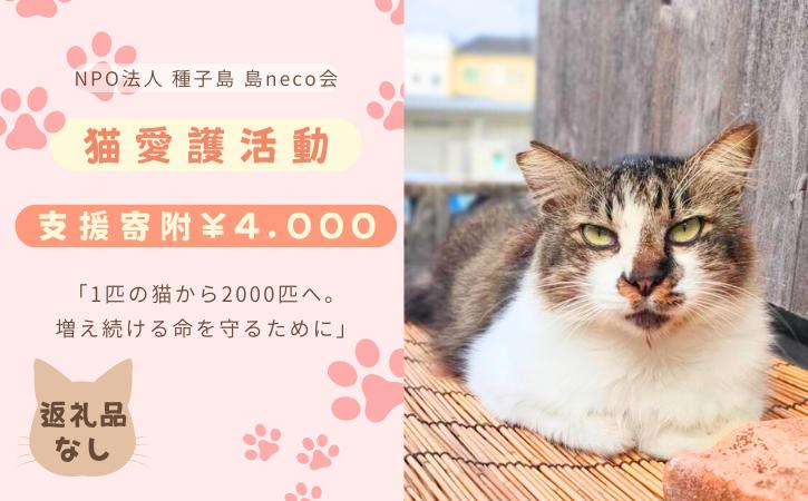 
            【返礼品なし】猫愛護活動支援  NFN642 【100PT】// 特定非営利活動法人　種子島 島neco会
          