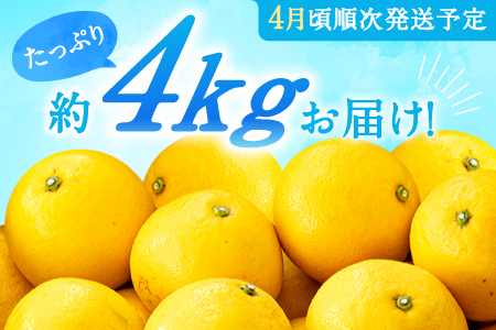 AA098.いわくま果樹園の「日向夏」約4kg／2024年4月発送予定