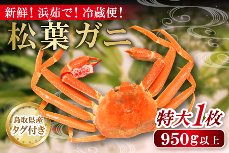 鳥取県産 タグ付き松葉ガニ 特大