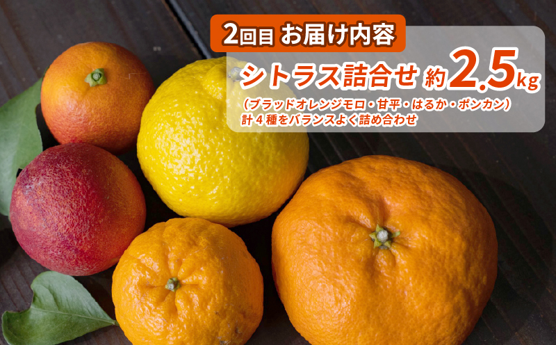 シトラス フルーツ ジュース 4回 定期便 コルレオファーム 南柑20号 ブラッドオレンジ モロ 甘平 はるか ポンカン タロッコ せとか 清見 不知火 ( デコポン と同品種) 詰め合わせ 愛媛ミカ