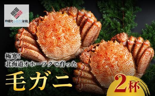 
                  【限定】 極寒！北海道オホーツクで育った ”毛ガニ” 2杯 ふるさと納税 人気 おすすめ ランキング 毛蟹 毛ガニ 毛がに 蟹 かに カニ オホーツク産 北海道 美幌町
                