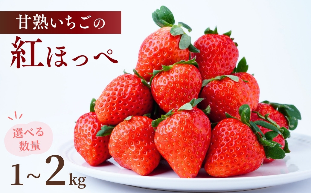
                  【1月中旬発送】甘熟いちごの紅ほっぺ 選べる数量 1kg or 2kg (1パックあたり250g)  | いちご 苺 イチゴ  紅ほっぺ べにほっぺ 甘い 完熟 完熟いちご 濃厚 果物 フルーツ おやつ デザート ストロベリー ショートケーキ いちごサンド フルーツサンド ジュース スムージー ショートケーキ ヨーグルト  ギフト 贈答 贈り物 新鮮 期間限定 季節限定 茨城県 龍ケ崎市
                