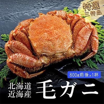 ふるさと納税 八雲町 【厳選三特品】北海道産近海毛ガニ 800g前後×1尾 海鮮 北海道 八雲町