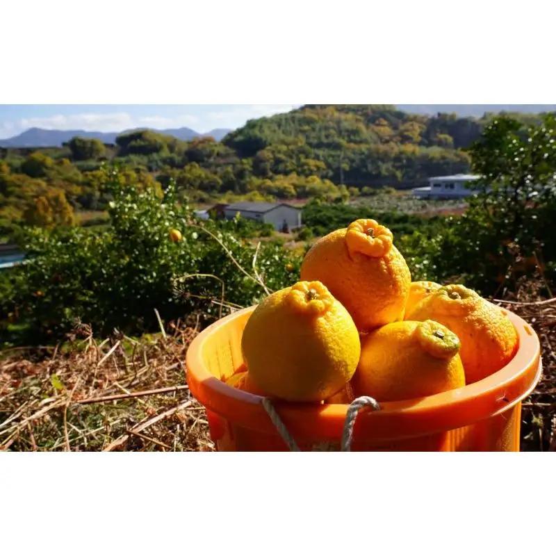 【先行予約】希少な樹上完熟　しらぬい（不知火） 秀品大玉 約2kg(6個) 2027年2月末～2027年3月末頃に順次発送予定（お届け日指定不可）/ 和歌山 みかん しらぬい 不知火 【kiy001A