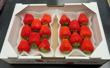 いちご かおりの苺 280g×2パック 早期受付 配送不可 北海道 東北 果物類 フルーツ おやつ デザート 食後 上品な香り 酸味が少ない 産地直送 国産 
