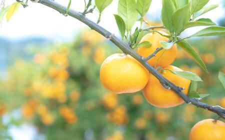 年内発送 ちょっと 傷あり 完熟早生 有田みかん 大玉 2L または L サイズ 5kg 和歌山 南泰園 みかん