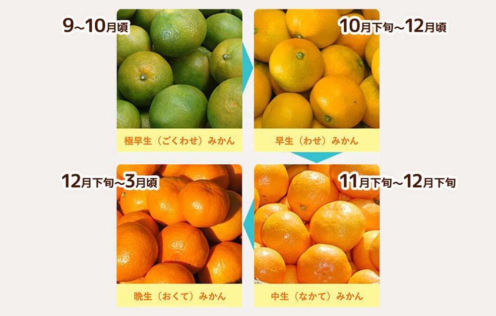 小玉みかん 極早生 箱込 5kg (内容量約 4.4kg) 2Sサイズ以下 秀品 優品 混合 有田みかん 和歌山県産 【みかんの会】　