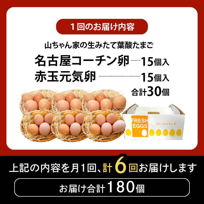 【6ヶ月定期便】【山ちゃん家の生みたて葉酸たまご】名古屋コーチン卵・赤玉元気卵 食べ比べセット（各15個 合計30個入り） 6ヶ月定期便 山ちゃん家 生みたて 葉酸たまご 名古屋コーチン卵 赤玉元気卵