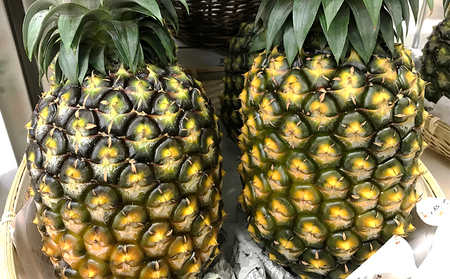 【2024年発送】久米島印商店「ゴールドバレル」黄金パイナップル1個