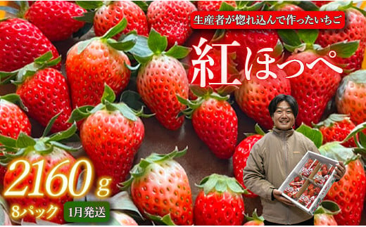 生産者が惚れ込んで作るいちご【1月発送】いちご 2160g 270g×8 イチゴ 苺 ストロベリー 紅ほっぺ べにほっぺ 送料無料 取り寄せ おすすめ 人気 プレゼント ギフト 国産 内容量 予約受付