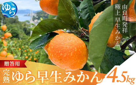完熟ゆら早生 みかん☆贈答用☆4.5kg ※2025年11月上旬頃より順次発送予定 【kzmn010】