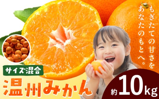 みかん 温州みかん 温州 サイズ混合 約10kg エイワ商店《12月中旬-1月末頃出荷》和歌山県 日高川町 送料無料 柑橘類 ミカン フルーツ 果物 柑橘 お取り寄せフルーツ