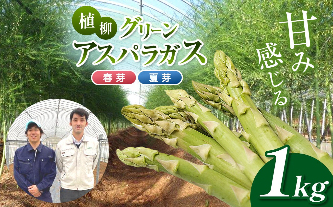 
            甘み感じる 植柳グリーンアスパラガス（春芽・夏芽）1kg ｜ アスパラ アスパラガス 野菜 山口 美祢 特産品 名産品 旬の野菜 野菜 1kg
          