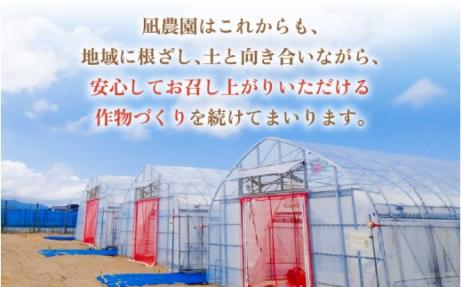 【先行予約】 完熟ミディトマト 1kg 福井県坂井市砂丘地産 農家直送 【2026年10月上旬以降順次発送予定】 とまと トマト ミディトマト 華小町 野菜 生野菜 美容 健康 新鮮 産地直送 国産 [A-22101]