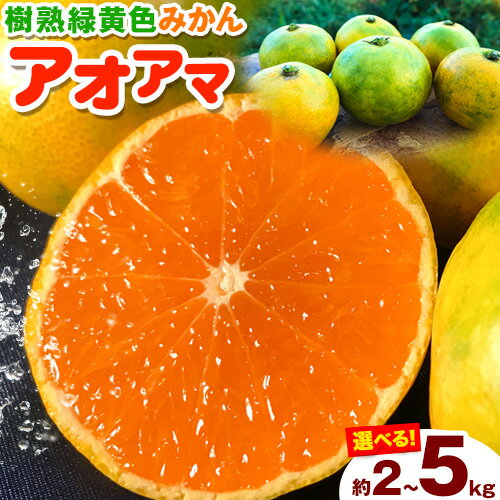【ふるさと納税】樹熟緑黄色ミカン【アオアマ(蒼甘YN)】選べる内容量 約2kg 約3kg 約5kg※重量には箱の重量も含まれております※ 黒潮フルーツファーム【先行予約】《2025年10月上旬-11月上旬頃出荷》和歌山県 紀の川市 みかん 果物 フルーツ くだもの 旬 柑橘