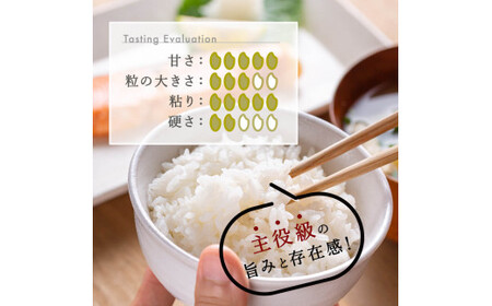 【6か月定期便】R7年産 新潟県産 コシヒカリ 10kg （精米） 新潟のど真ん中 見附市 こしひかり 米 お米 白米 国産 ごはん ご飯