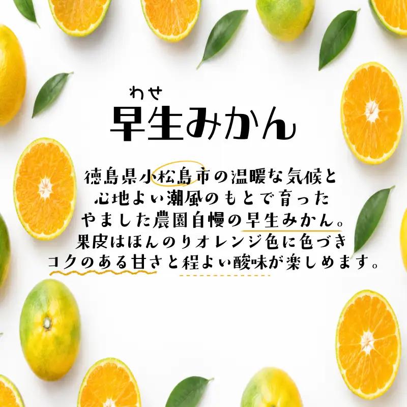 【先行予約】【2026年10月下旬順次発送】 早生みかん 3kg みかん 早生 柑橘 国産 農家直送 徳島県 小松島市