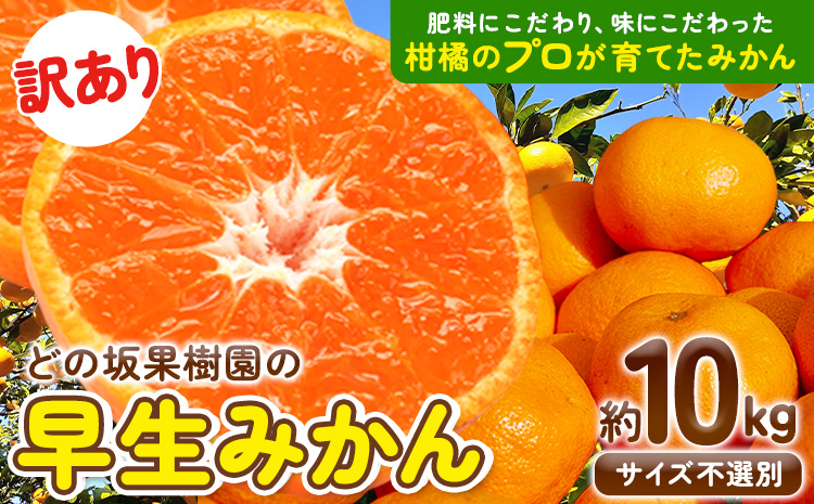 みかん 和歌山 訳あり 早生 みかん 10kg ( サイズ おまかせ ) どの坂果樹園（12月上旬-2027年2月上旬頃出荷予定》 和歌山県 日高町 産地直送 家庭用 規格外 不揃い 果物 柑橘 サイ