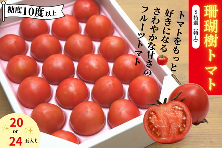 珊瑚樹トマト S特選 約1kg 糖度10度以上 2027年 3月発送 トマト
