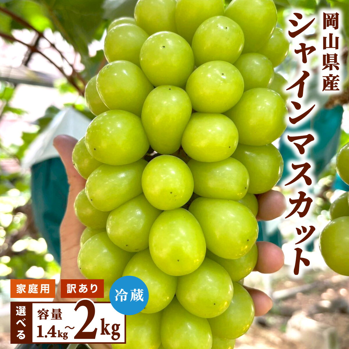 【ふるさと納税】【訳あり・家庭用】2026年9月発送 岡山県産 シャインマスカット