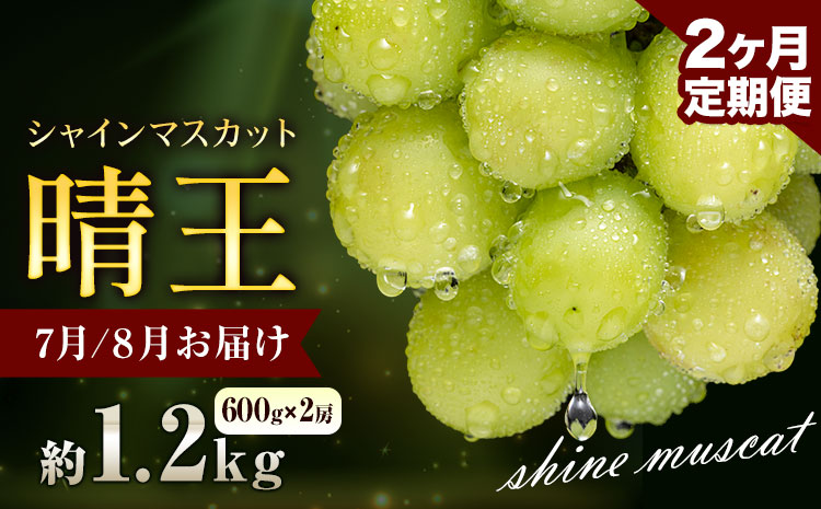 ぶどう シャインマスカット 晴王 1.2kg 2房 2ヶ月定期便 彩美菜果《7月上旬-8月末頃出荷》 マスカット 送料無料 岡山県 浅口市 フルーツ 果物 贈り物 国産 岡山県産 くだもの 果物 7月 8月発送 【配送不可地域あり】（北海道・沖縄・離島）---124_c1144tei_7j8m_24_83000_jul2---