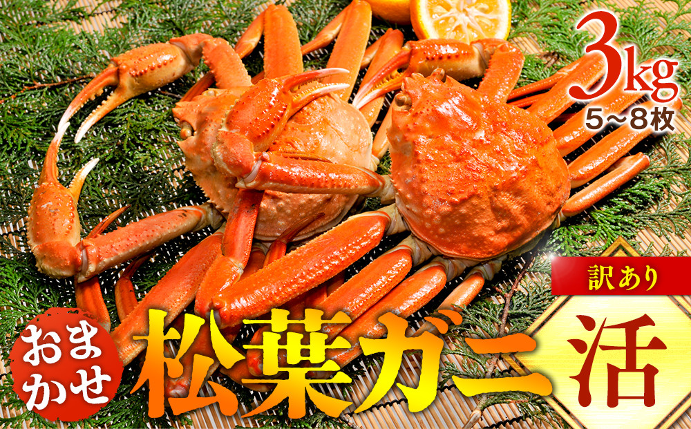 【活】訳あり 松葉ガニおまかせ3kg（5～8枚)蟹 ※2025年11月上旬～2026年3月下旬頃に順次発送予定※着日指定不可