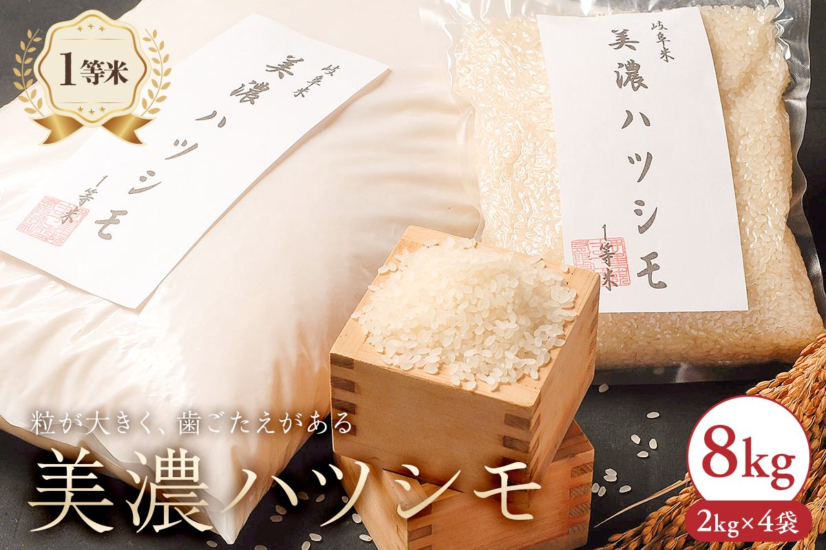 2025年産米　美濃ハツシモ　1等米8kg（2kg×4袋）　【0021-007】