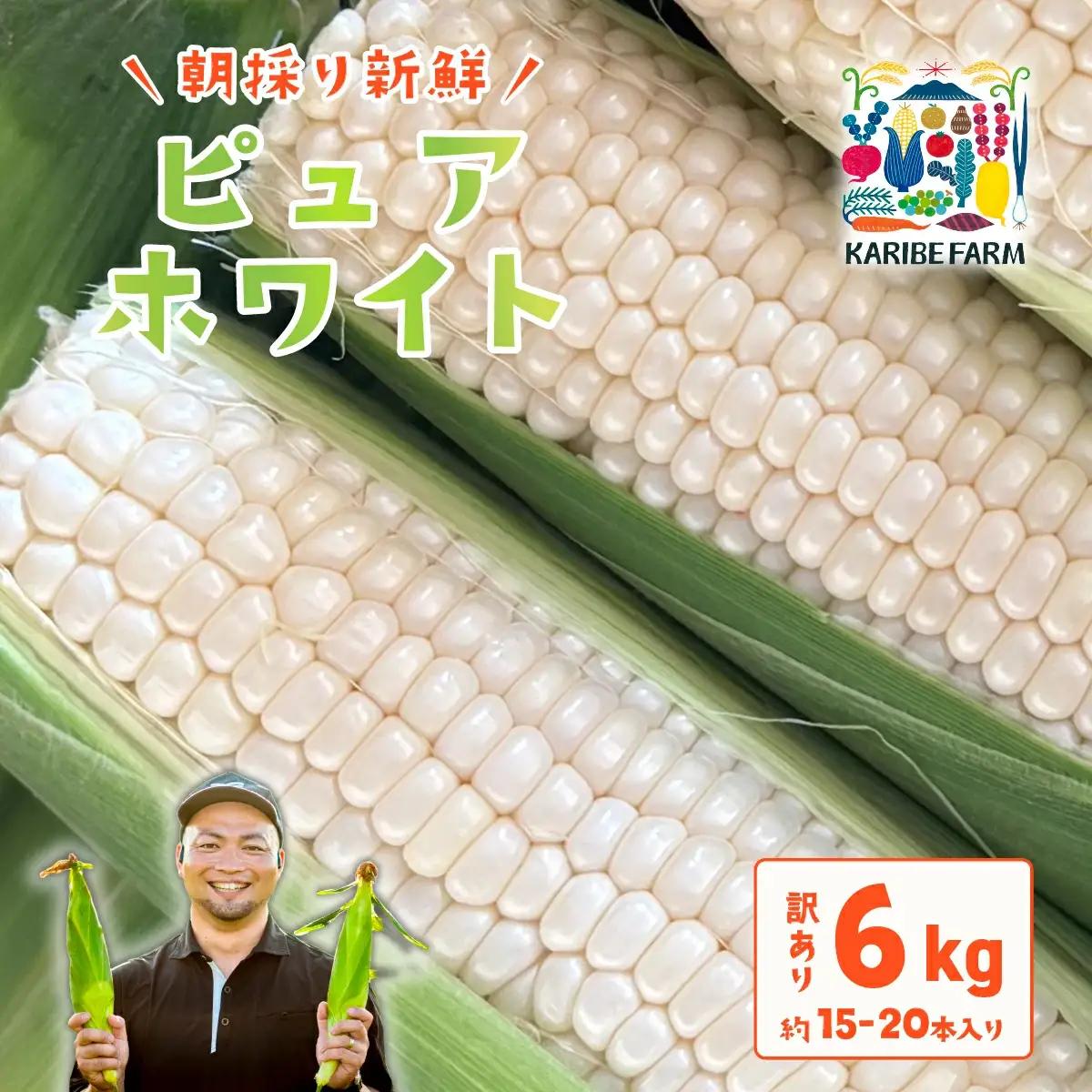 とうもろこし ピュアホワイト 約6kg 茨城県産 トウモロコシ 訳あり