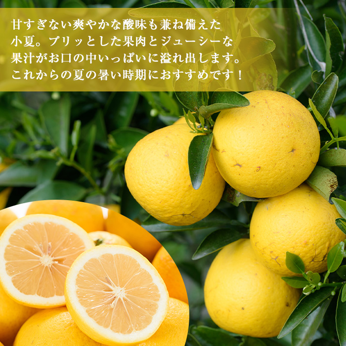 No. 221 ＜先行予約受付中！3月下旬～5月上旬までの間に発送＞鹿児島県産！吹上小夏(4kg) 小夏 日向夏 みかん 柑橘 フルーツ 青果 果実 鹿児島 国産 九州産 ギフト 贈答【黒川農園】