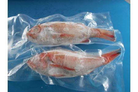 低温技術で瞬間冷凍～いつでも獲れたての味～『山陰・日本海産のどぐろ2尾』下処理済 塩焼き、煮つけ、蒸し物用 魚介類 魚貝類 魚 のどぐろ 真空パック 【1457】