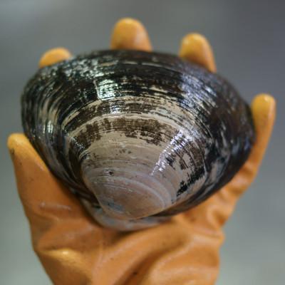 ふるさと納税 むかわ町 鵡川漁協発!特選ホッキ貝(2.5kg) |  | 01