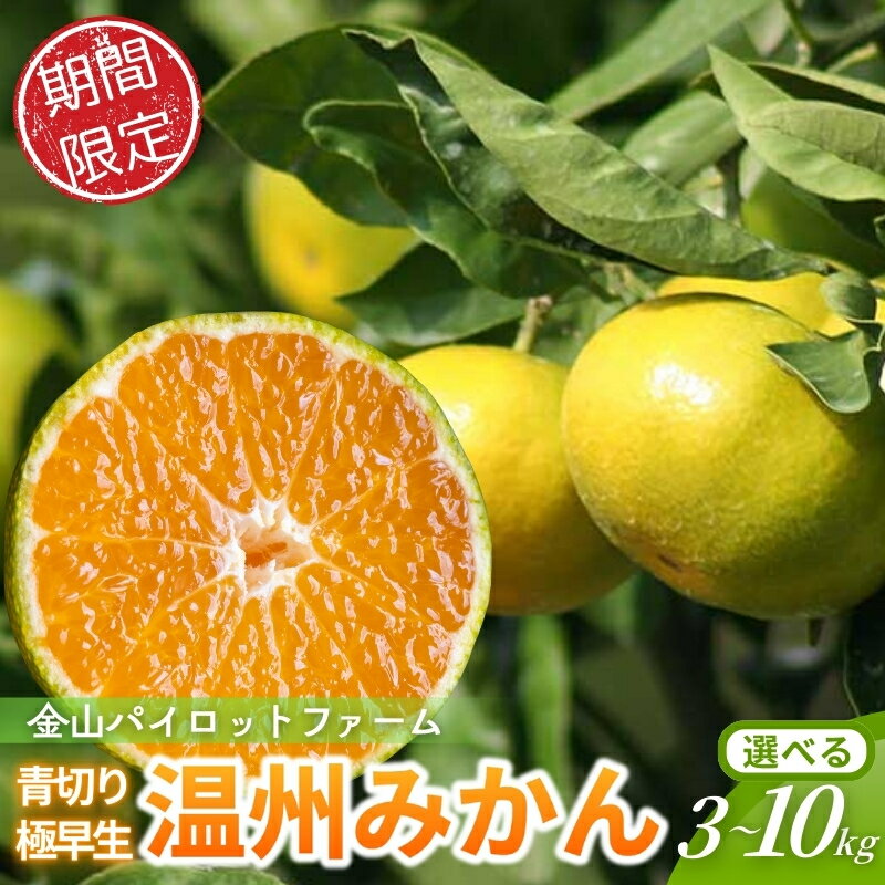【ふるさと納税】 みかん 金山パイロットファームの 温州みかん 3kg 5kg 10kg 極早生(青切り) みかん ミカン 温州みかん 極早生 極早生みかん フルーツ 果物 くだもの 柑橘 産地直送 数量限定 人気 国産 三重県 熊野市 【2026年9月下旬から順次発送】