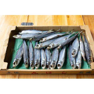 ふるさと納税 須崎市 干物 うるめ いわし 上干 900g 【 特上品 】 |  | 01
