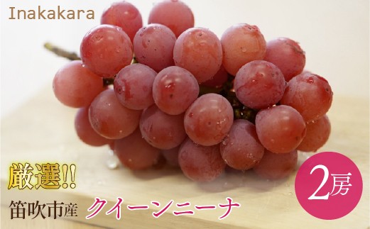 
                  Inakakara厳選！「クイーンニーナ」2房(約0.9~1.0kg) 192-034-26y
                