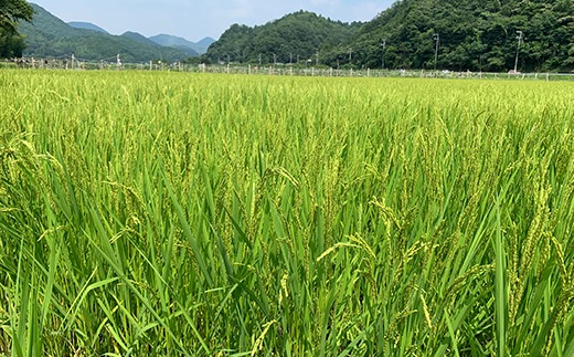 【令和7年産 2025年9月以降順次発送】お米のおいしさ伝えたい！特別栽培米コシヒカリ5kg×1