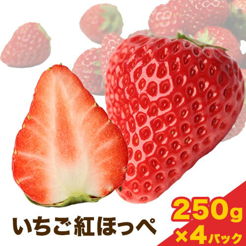 【ふるさと納税】先行予約 いちご 紅ほっぺ 1000g(250g×4パック) JA笠岡アグリ《1月中旬-3月末頃出荷》岡山県 笠岡市 送料無料 苺 フルーツ 果物 お取り寄せ