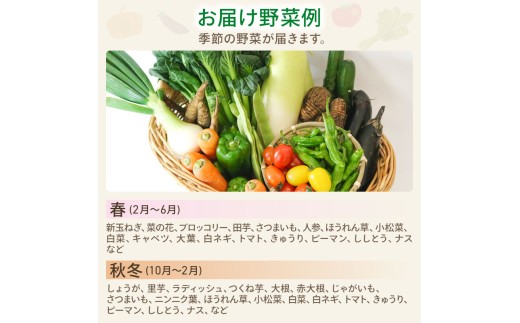 【3回定期便】 朝採れ新鮮！ 野菜セット(7～8品) | 定期便 野菜 セット 新鮮 野菜 人気 旬 季節の野菜 おすすめ キャベツ きゅうり 里芋 大根 トマト セット 詰め合わせ 森尾商店 高知県