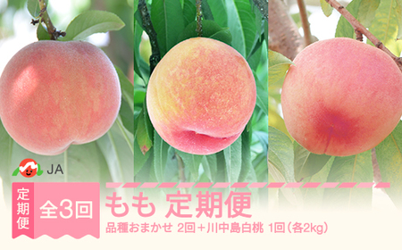 【先行予約】全3回 山形もも食べ比べ 定期便 秀品 令和8年産 2026年産 白桃 モモ 果物 フルーツ 山形県産 ※沖縄・離島への配送不可  ja-tkmox
