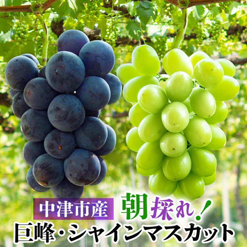 【ふるさと納税】巨峰とシャインマスカット 詰め合わせ セット ＜先行予約＞ ※おひとり様1セット限り | 大分県中津市産 中野観光ぶどう園 種あり ブドウ ぶどう 葡萄果物 フルーツ くだもの 送料無料【発送：2026年8月お盆明け頃～2026年9月初旬頃までの予定】