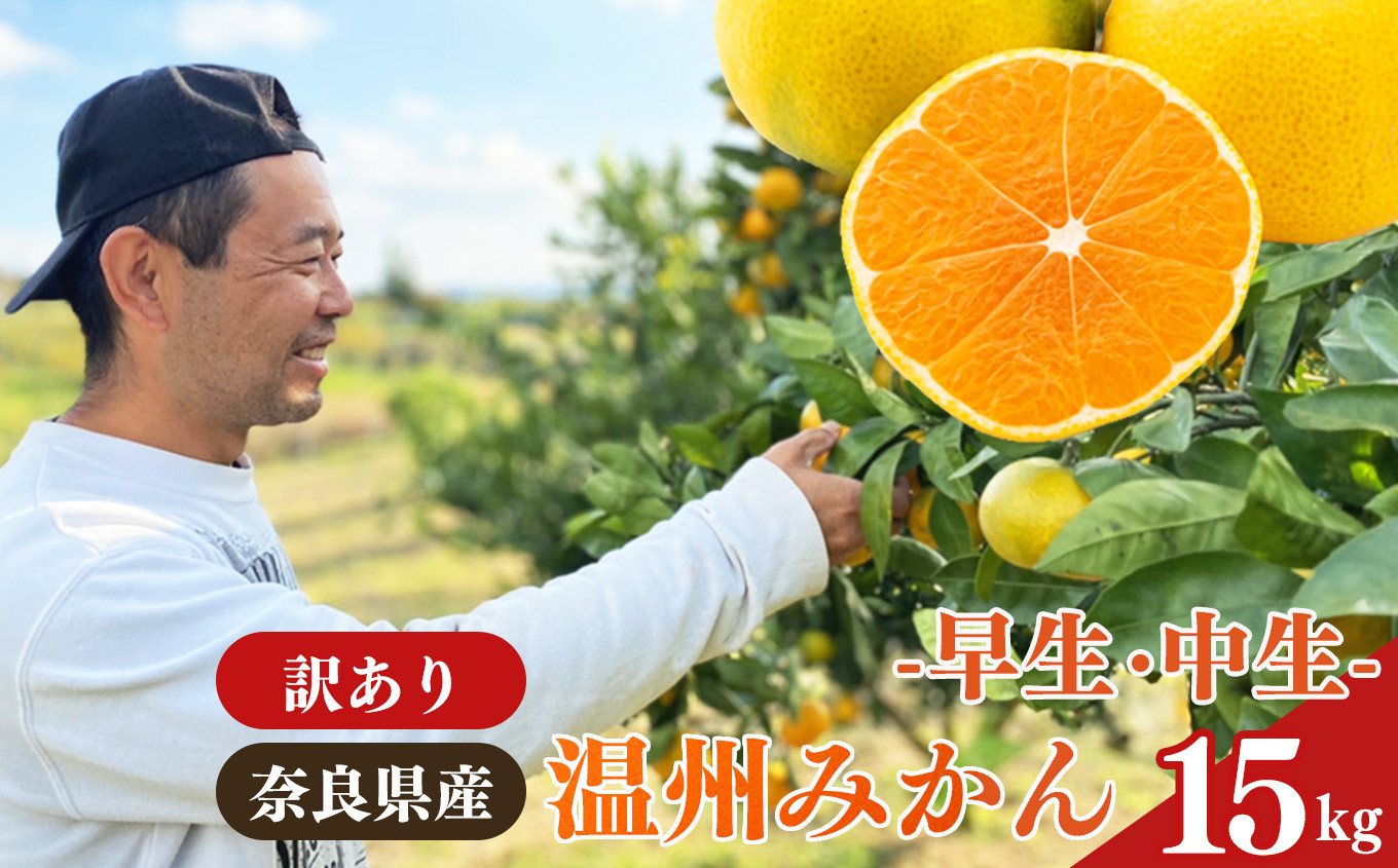 
G11 先行予約 訳あり 温州みかん 早生・中生 15kg ※12月発送 | 果物 くだもの フルーツ みかん ミカン 数量限定 農家直送 大阿太高原 奈良県 大淀町
