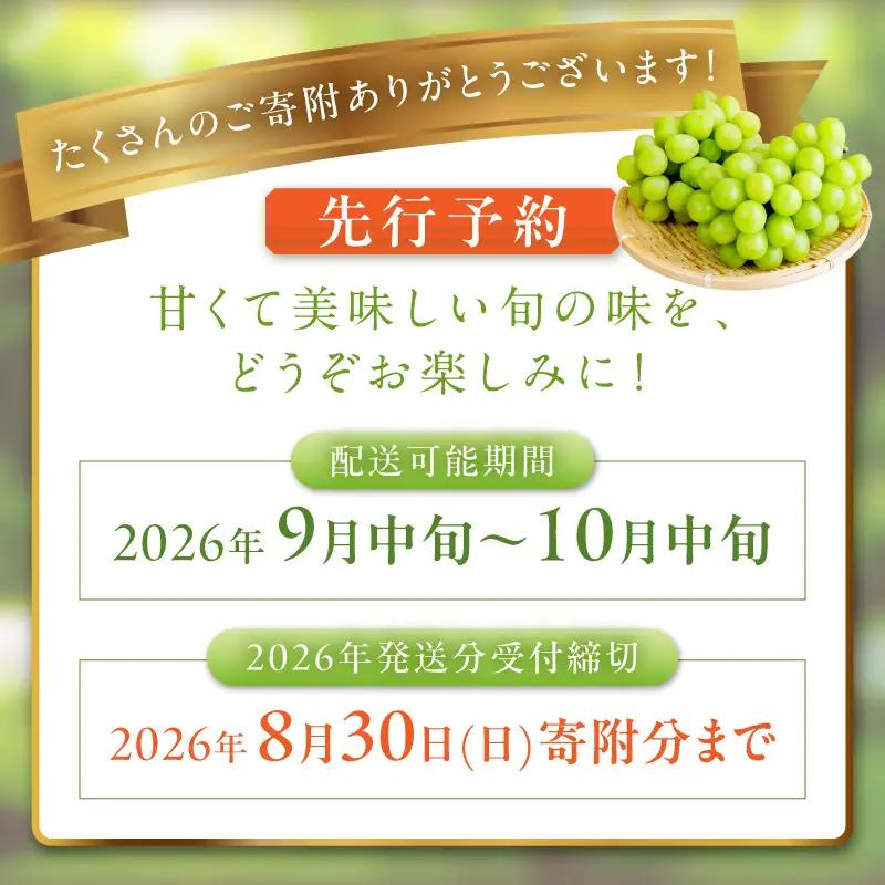 【ふるなびWEEK対象】シャインマスカット 樹上完熟 1.2kg 2～3房