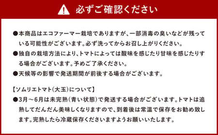 【 食べ比べ 】ソムリエ トマト 1.3kg と ソムリエ ミニトマト プラチナ 1kg の セット 合計2.3kg 2種 とまと 野菜 やさい 熊本県産 国産   【2026年2月上旬発送開始】