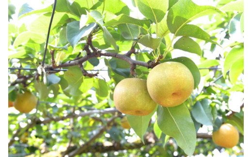 【8月中旬より発送】【数量限定】採れたて完熟甘梨（なし）5kg（茨城県共通返礼品／かすみがうら市）【果物 くだもの フルーツ 梨 ナシ なし 採れたて 新鮮 完熟 期間限定 産地直送 茨城県 水戸市】