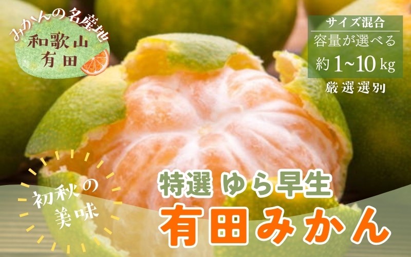 
                  特選　ゆら早生有田みかん　  ＼容量が選べる／ 約1kg ～ 10kg【2026年10月中旬～11月上旬頃に順次発送予定】
                