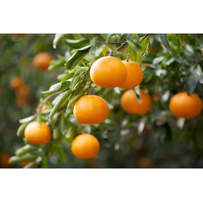 コウ果樹園の家庭用【せとか】3.5kg【C33−31】【1441231】