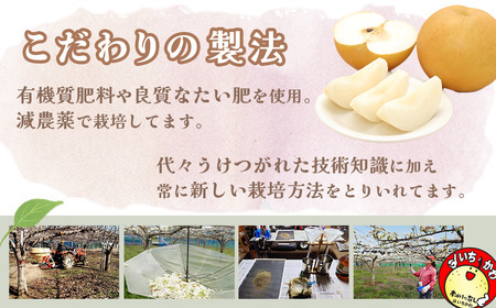 市川の梨　あきづき　3kg（5～8個入り）　【12203-0085】