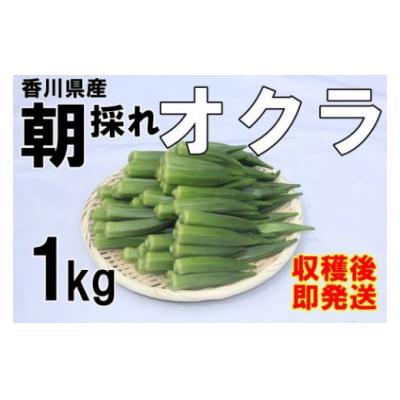 ふるさと納税 善通寺市 &lt;先行受付&gt;　【2025年産】善通寺市産オクラ 1kg　【2025年6月頃から発送開始予定】