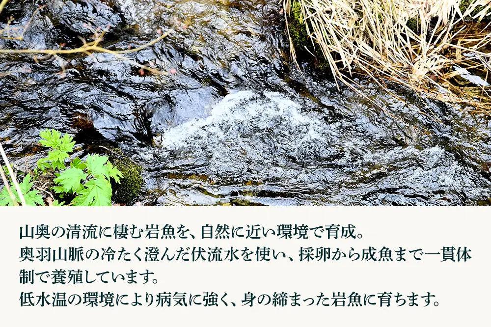 岩魚（イワナ）冷凍 内臓処理済み 10匹 長四郎