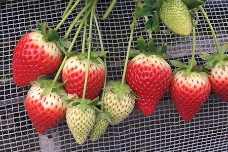 【先行予約】いちご 新ブランド 【いちごさん】 240ｇ×4パック 計960g  【2024年1月上旬～3月発送】 JA直送 鮮度抜群 佐賀県 鹿島市 B-291